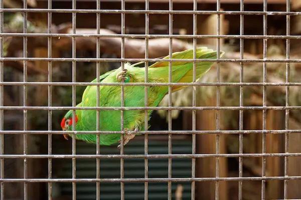 Bonorong Wildlife Sanctuary (6)